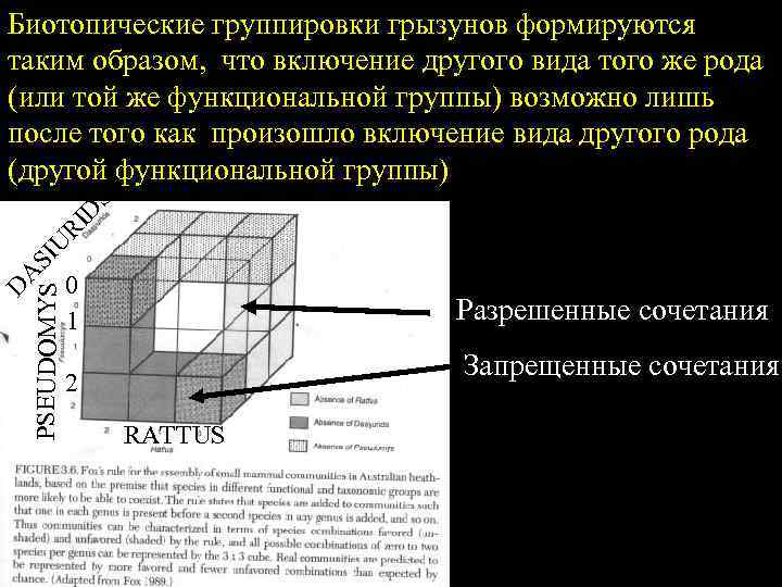 D A PSEUDOMYS SIU RI D S Биотопические группировки грызунов формируются таким образом, что