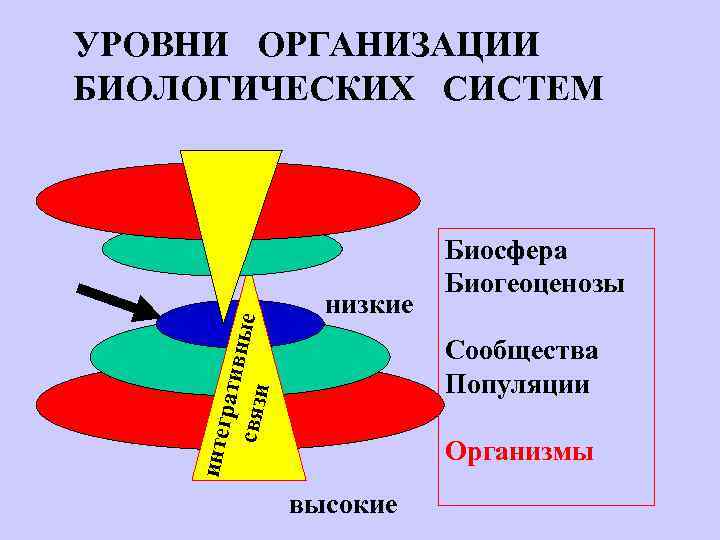низкие Биосфера Биогеоценозы Сообщества Популяции интег ратив связи ные УРОВНИ ОРГАНИЗАЦИИ БИОЛОГИЧЕСКИХ СИСТЕМ Организмы
