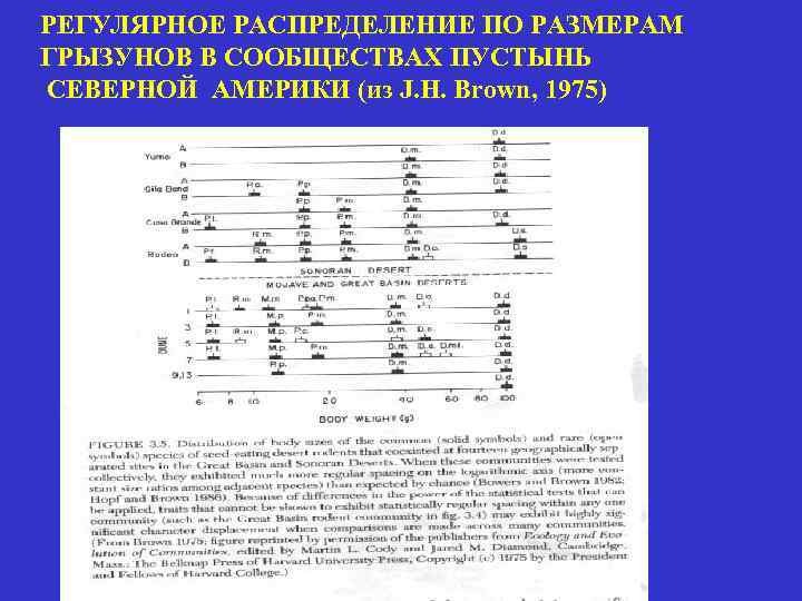РЕГУЛЯРНОЕ РАСПРЕДЕЛЕНИЕ ПО РАЗМЕРАМ ГРЫЗУНОВ В СООБЩЕСТВАХ ПУСТЫНЬ СЕВЕРНОЙ АМЕРИКИ (из J. H. Brown,