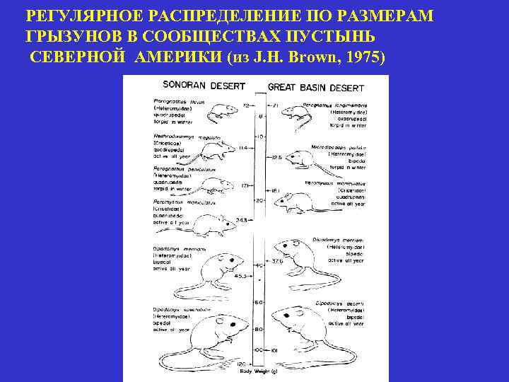 РЕГУЛЯРНОЕ РАСПРЕДЕЛЕНИЕ ПО РАЗМЕРАМ ГРЫЗУНОВ В СООБЩЕСТВАХ ПУСТЫНЬ СЕВЕРНОЙ АМЕРИКИ (из J. H. Brown,