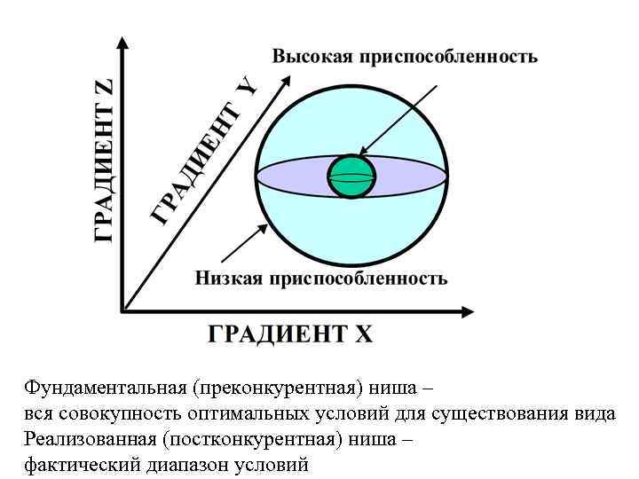 Фундаментальная (преконкурентная) ниша – вся совокупность оптимальных условий для существования вида Реализованная (постконкурентная) ниша