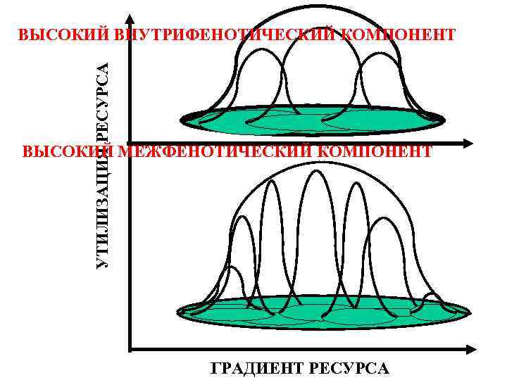 УТИЛИЗАЦИЯ РЕСУРСА ВЫСОКИЙ ВНУТРИФЕНОТИЧЕСКИЙ КОМПОНЕНТ ВЫСОКИЙ МЕЖФЕНОТИЧЕСКИЙ КОМПОНЕНТ ГРАДИЕНТ РЕСУРСА 