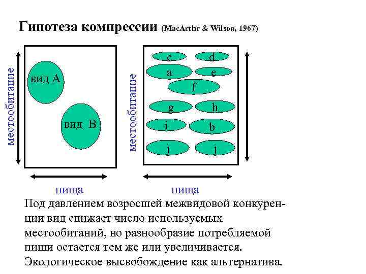 вид А вид В местообитание Гипотеза компрессии (Mac. Arthr & Wilson, 1967) с a