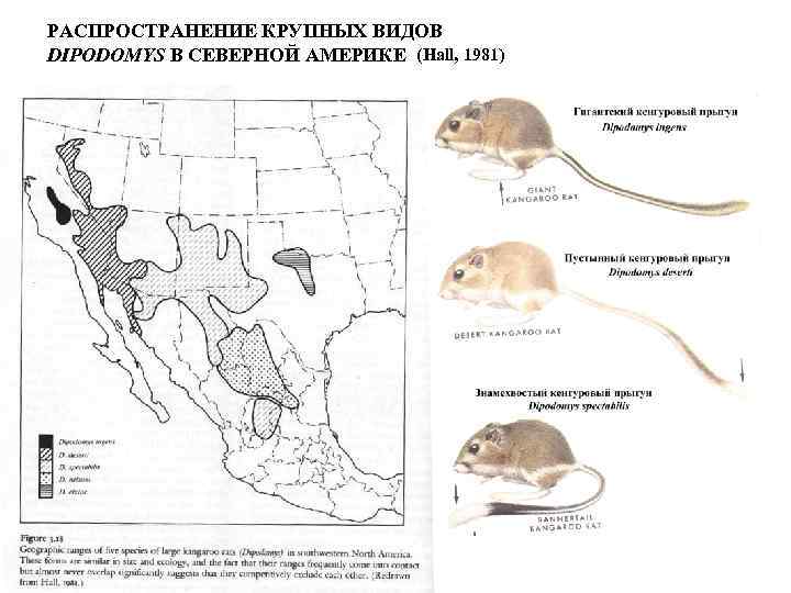 РАСПРОСТРАНЕНИЕ КРУПНЫХ ВИДОВ DIPODOMYS В СЕВЕРНОЙ АМЕРИКЕ (Hall, 1981) 