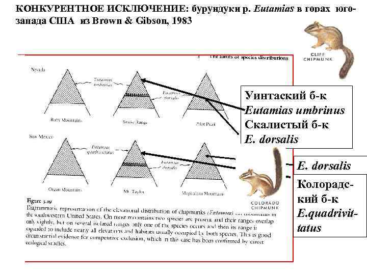 КОНКУРЕНТНОЕ ИСКЛЮЧЕНИЕ: бурундуки р. Eutamias в горах югозапада США из Brown & Gibson, 1983