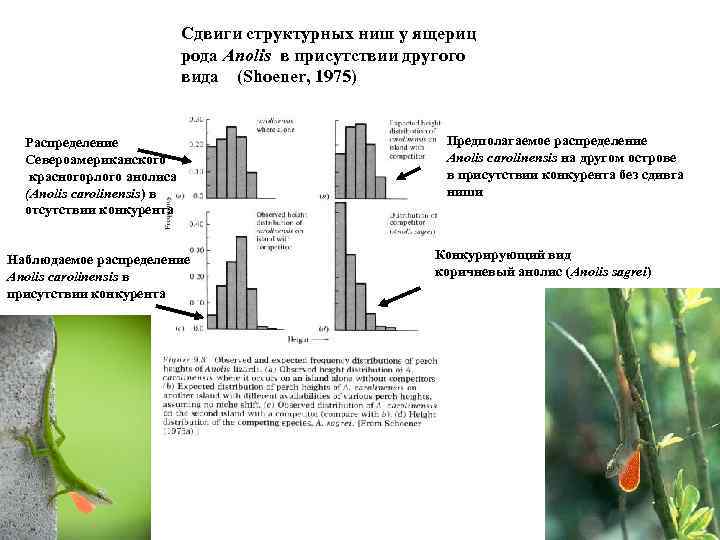 Сдвиги структурных ниш у ящериц рода Anolis в присутствии другого вида (Shoener, 1975) Распределение