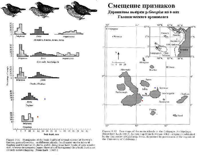 Смещение признаков Дарвиновы вьюрки p. Geospisa на о-вах Галапагосского архипелага . . . .