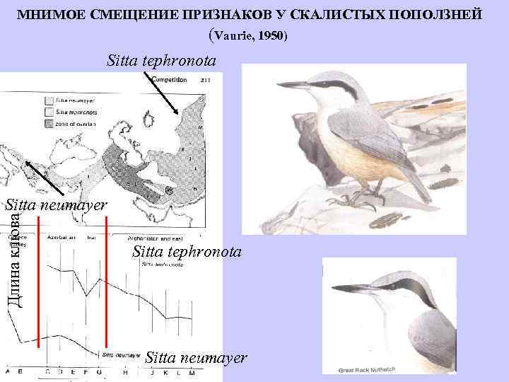 МНИМОЕ СМЕЩЕНИЕ ПРИЗНАКОВ У СКАЛИСТЫХ ПОПОЛЗНЕЙ (Vaurie, 1950) Sitta tephronota Длина клюва Sitta neumayer