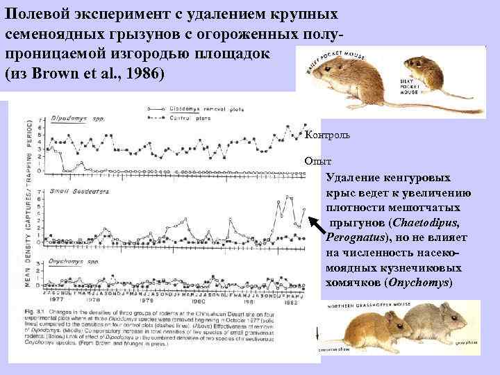 Полевой эксперимент с удалением крупных семеноядных грызунов с огороженных полупроницаемой изгородью площадок (из Brown