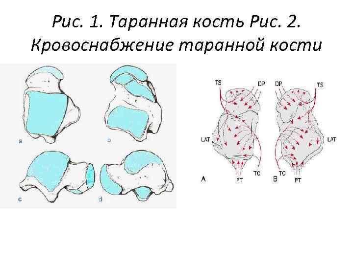 Рис. 1. Таранная кость Рис. 2. Кровоснабжение таранной кости 