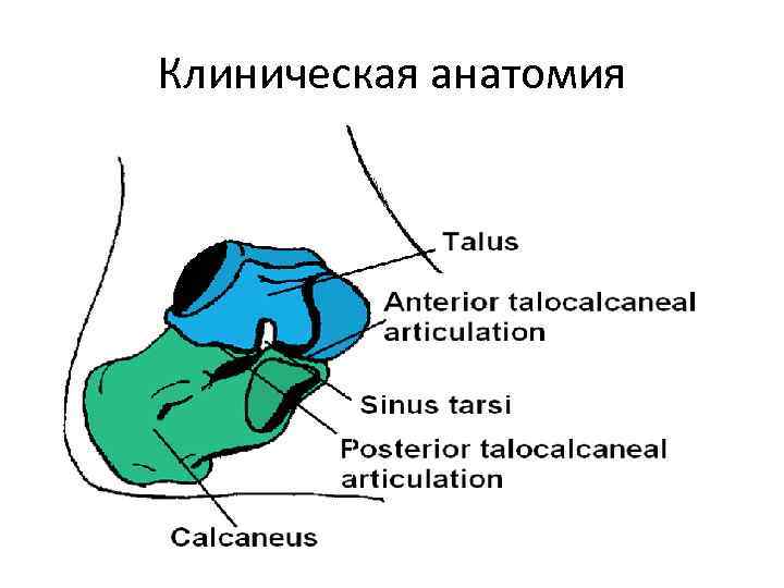Клиническая анатомия 