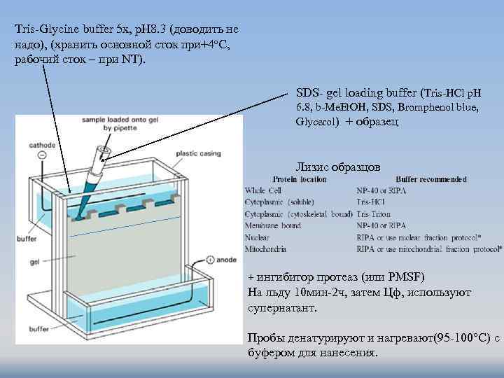 Tris-Glycine buffer 5 x, p. H 8. 3 (доводить не надо), (хранить основной сток