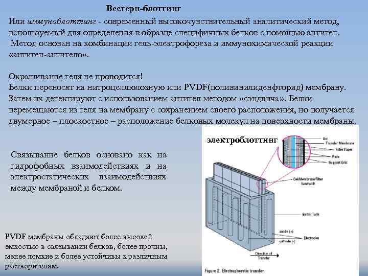 Вестерн-блоттинг Или иммуноблоттинг - современный высокочувствительный аналитический метод, используемый для определения в образце специфичных