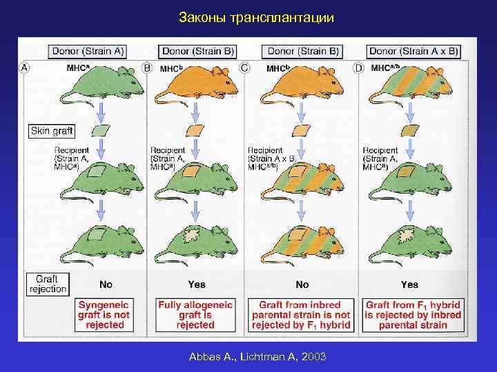 Законы трансплантации Abbas A. , Lichtman A, 2003 