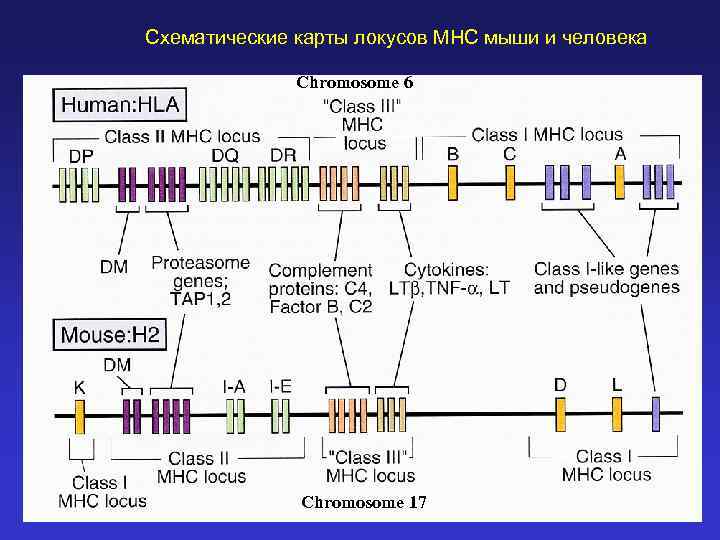 Схематические карты локусов MHC мыши и человека Chromosome 6 Chromosome 17 