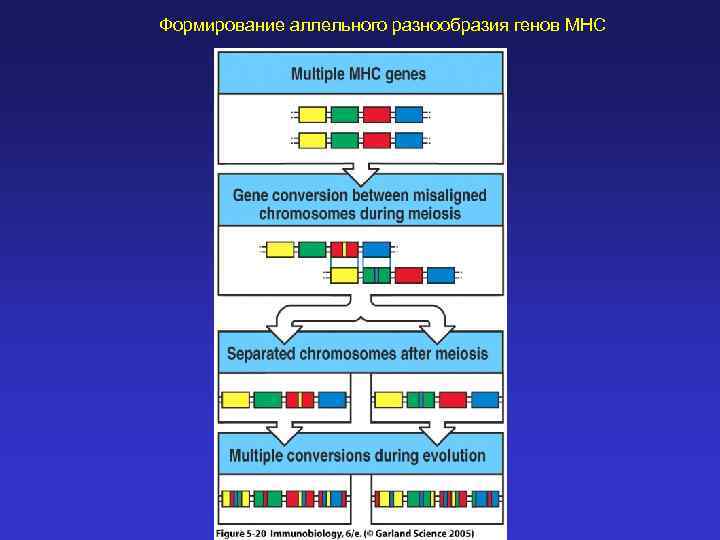 Формирование аллельного разнообразия генов MHC 