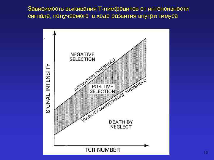 Зависимость выживания Т-лимфоцитов от интенсивности сигнала, получаемого в ходе развития внутри тимуса 13 