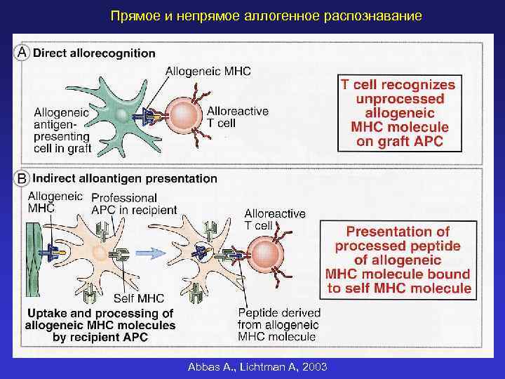 Прямое и непрямое аллогенное распознавание Abbas A. , Lichtman A, 2003 