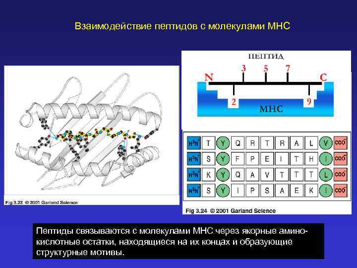 Взаимодействие пептидов с молекулами MHC Пептиды связываются с молекулами MHC через якорные аминокислотные остатки,