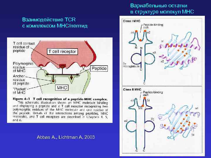 Вариабельные остатки в структуре молекул MHC Взаимодействие TCR с комплексом MHC/пептид Abbas A. ,