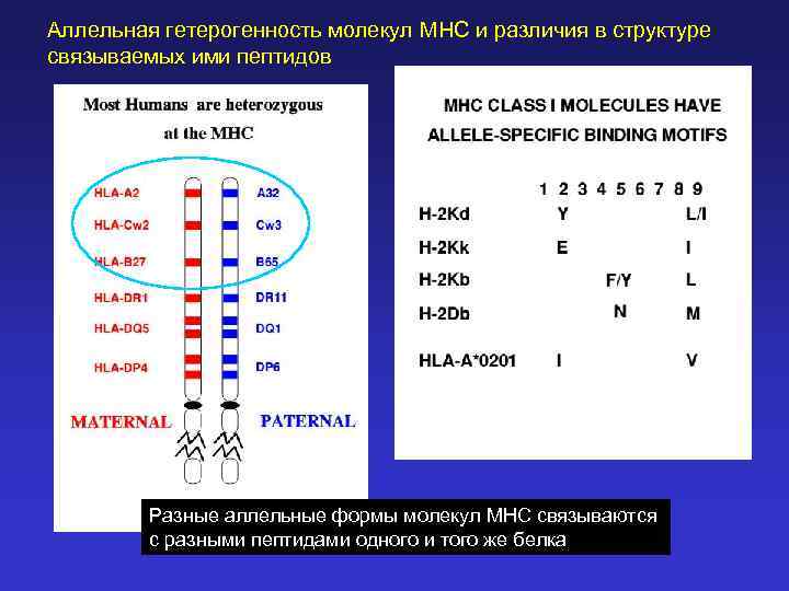 Аллельная гетерогенность молекул MHC и различия в структуре связываемых ими пептидов Разные аллельные формы