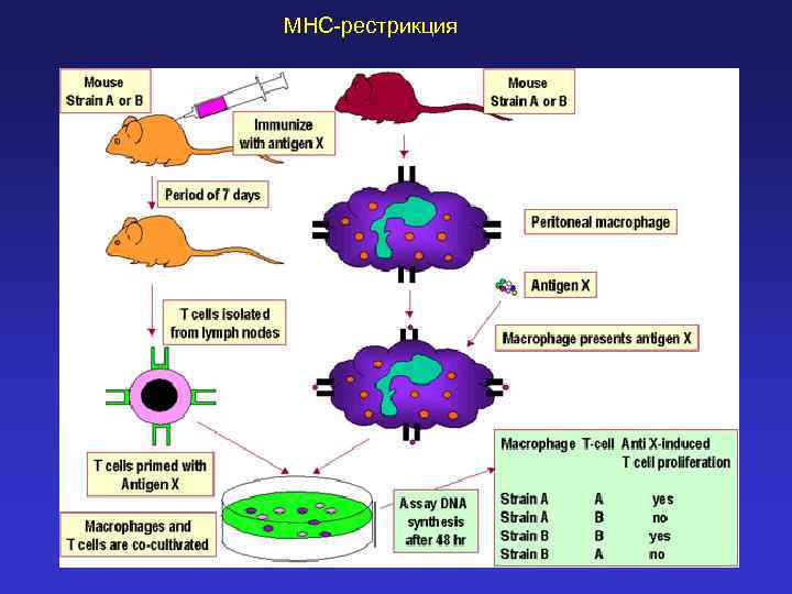 MHC-рестрикция 