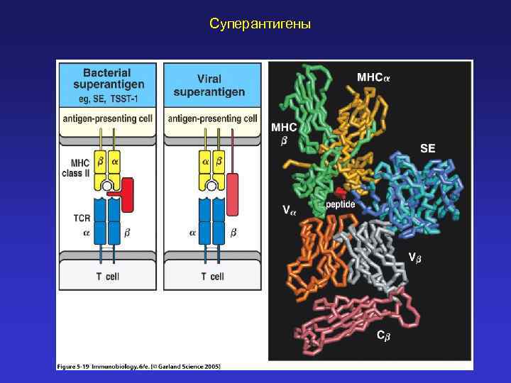 Суперантигены 