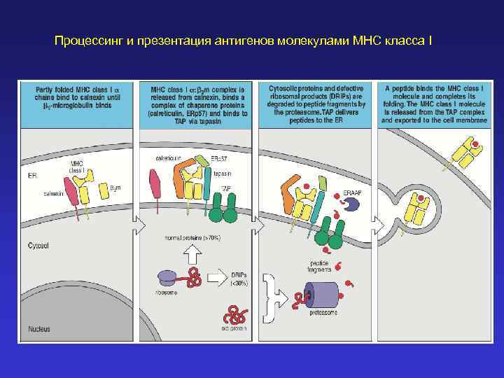 Процессинг и презентация антигенов молекулами MHC класса I 