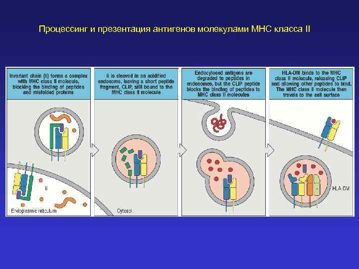 Процессинг и презентация антигенов молекулами MHC класса II 