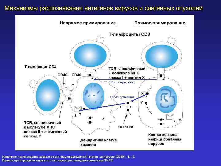 Механизмы распознавания антигенов вирусов и сингенных опухолей Кросс-дрессинг Кросс-прайминг Непрямое примирование зависит от активации