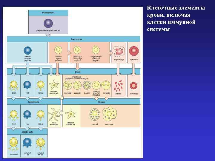 Клеточные элементы крови, включая клетки иммунной системы 