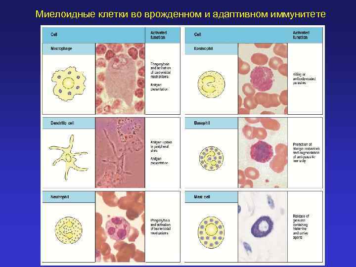 Миелоидные клетки во врожденном и адаптивном иммунитете 