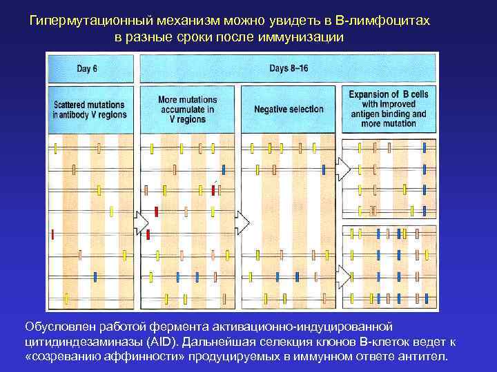 Гипермутационный механизм можно увидеть в В-лимфоцитах в разные сроки после иммунизации Обусловлен работой фермента