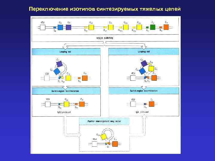 Переключение изотипов синтезируемых тяжелых цепей 