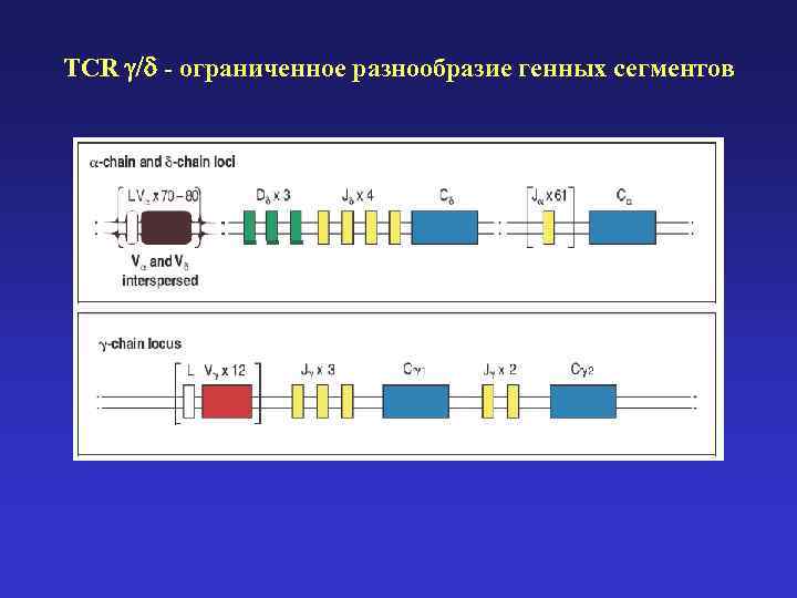 TCR g/d - ограниченное разнообразие генных сегментов 