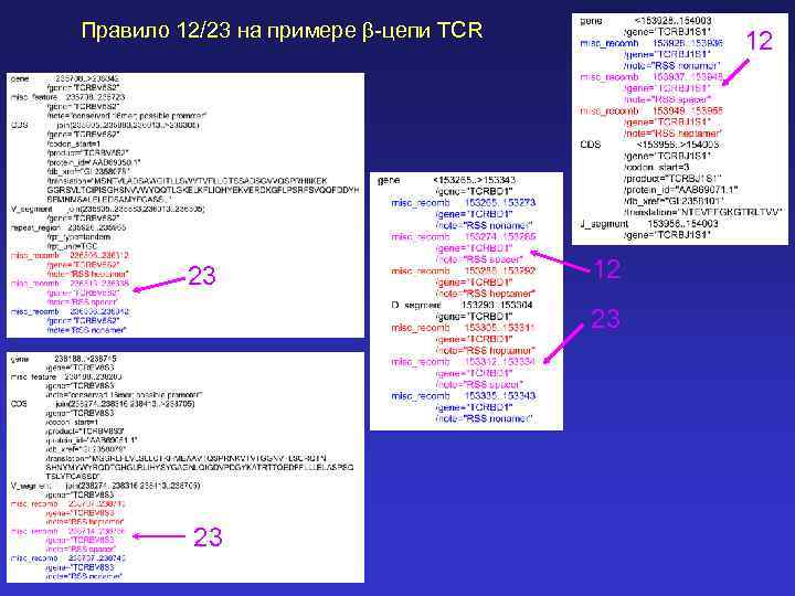 Правило 12/23 на примере b-цепи TCR 23 12 12 23 23 