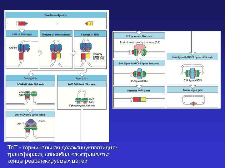 Td. T - терминальная дезоксинуклеотидилтрансфераза, способна «достраивать» концы реаранжируемых цепей 