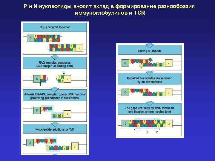 P и N-нуклеотиды вносят вклад в формирование разнообразия иммуноглобулинов и TCR 