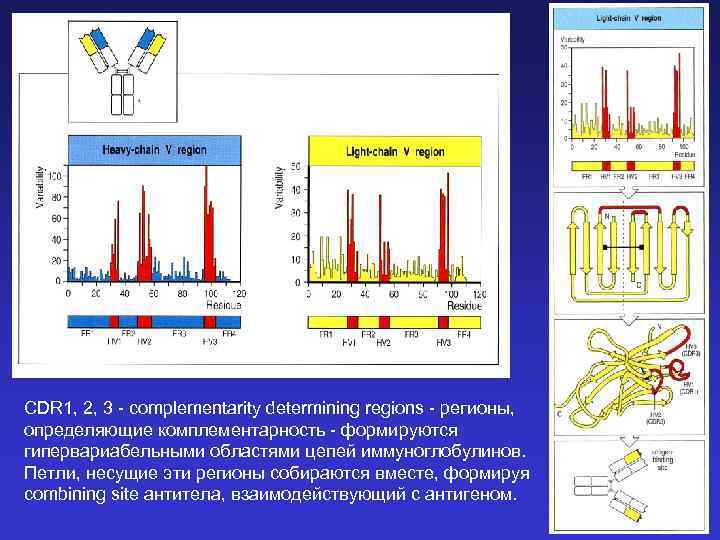 CDR 1, 2, 3 - complementarity determining regions - регионы, определяющие комплементарность - формируются