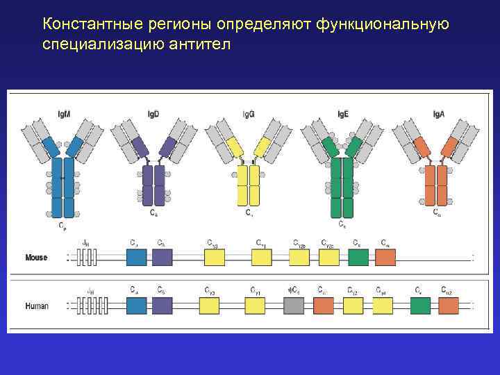 Константные регионы определяют функциональную специализацию антител 