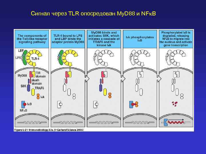 Сигнал через TLR опосредован My. D 88 и NFk. B 