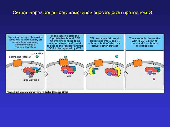 Сигнал через рецепторы хемокинов опосредован протеином G 