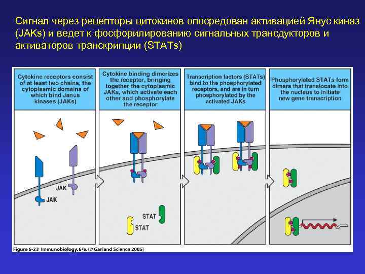 Сигнал через рецепторы цитокинов опосредован активацией Янус киназ (JAKs) и ведет к фосфорилированию сигнальных