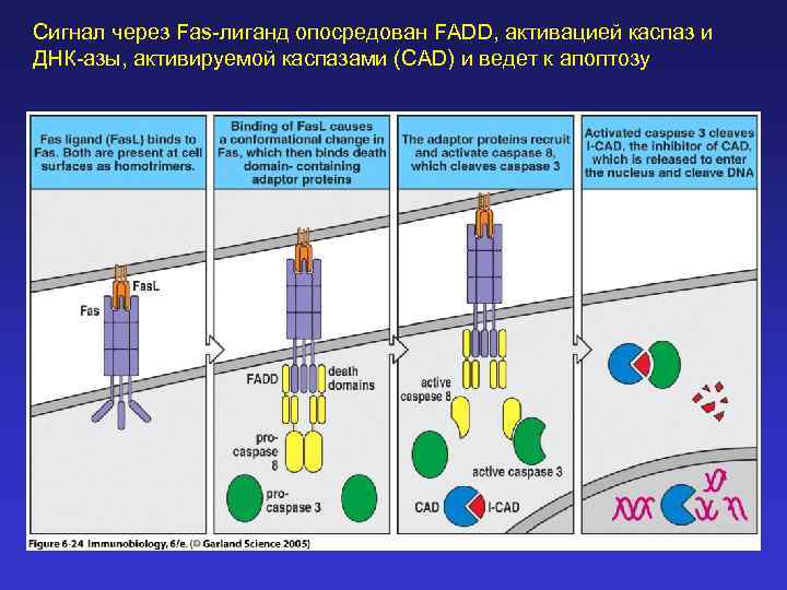 Сигнал через Fas-лиганд опосредован FADD, активацией каспаз и ДНК-азы, активируемой каспазами (CAD) и ведет