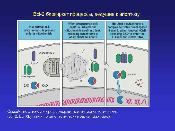 Вело процесс. Регулятор апоптоза BCL-2. Антиапоптотические факторы. Проапоптотические белки. BCL И апоптоз.