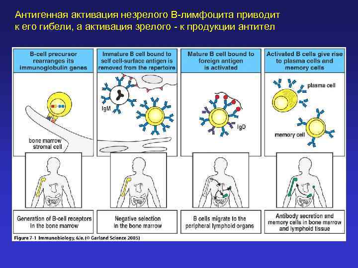Антигенная активация незрелого В-лимфоцита приводит к его гибели, а активация зрелого - к продукции