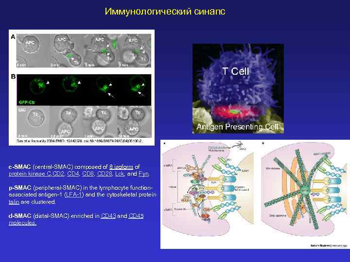 Иммунологический синапс с-SMAC (central-SMAC) composed of θ isoform of protein kinase C, CD 2,