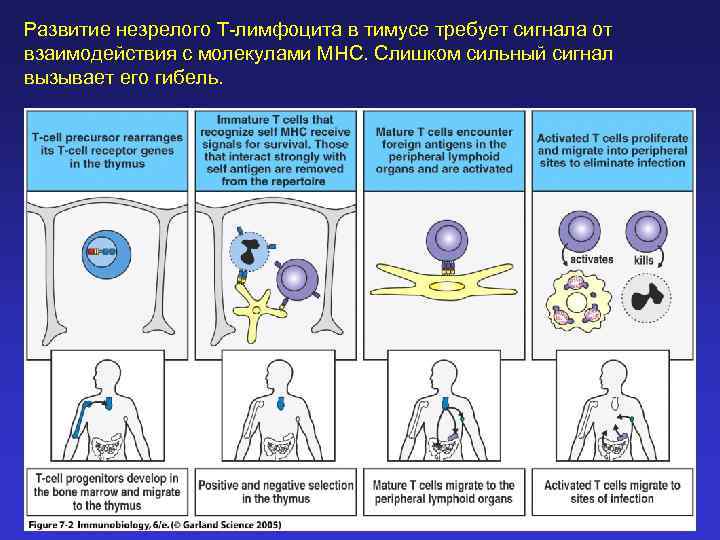 Развитие незрелого Т-лимфоцита в тимусе требует сигнала от взаимодействия с молекулами MHC. Слишком сильный