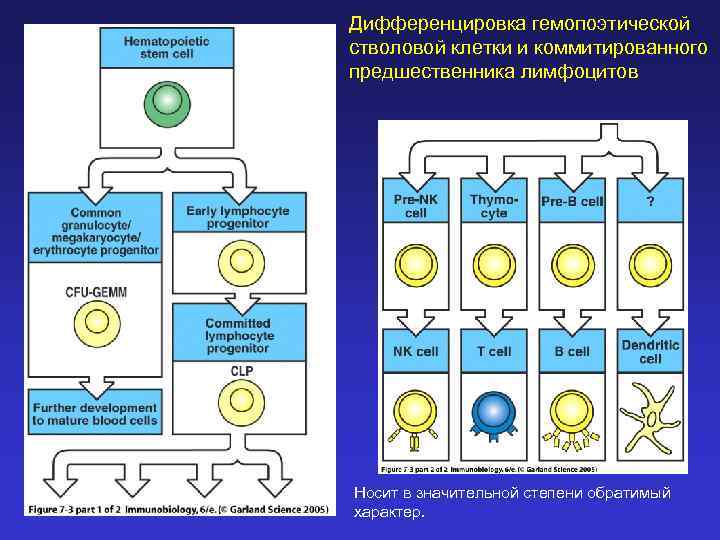 Дифференцировка гемопоэтической стволовой клетки и коммитированного предшественника лимфоцитов Носит в значительной степени обратимый характер.