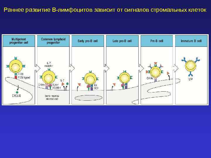 Раннее развитие В-лимфоцитов зависит от сигналов стромальных клеток 